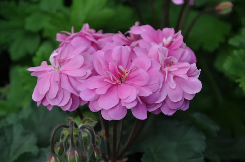 Ida pida pelargonium - pelargonium, |