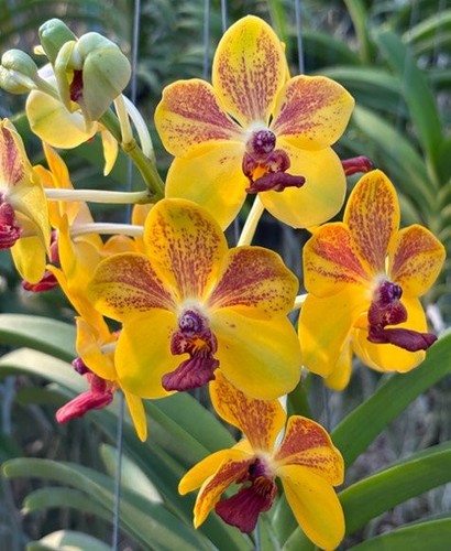 Rare vanda ploenpit prize - rare,