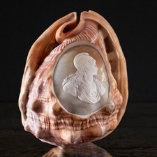 Shell Cameo Cassis Rufa Curiosity Cabinet