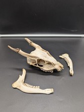 British Muntjac Buck Skull