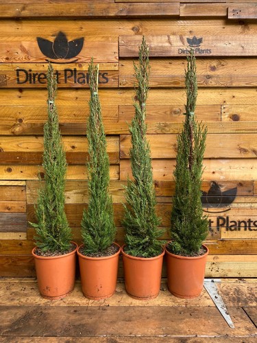 Cupressus italian cypress - italian,