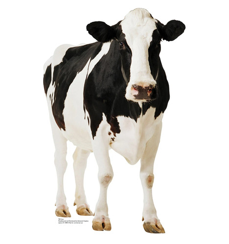 Life size cow cardboard - life-size,