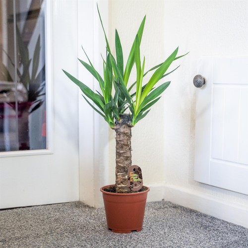 Large yucca 17cm pot - yucca,