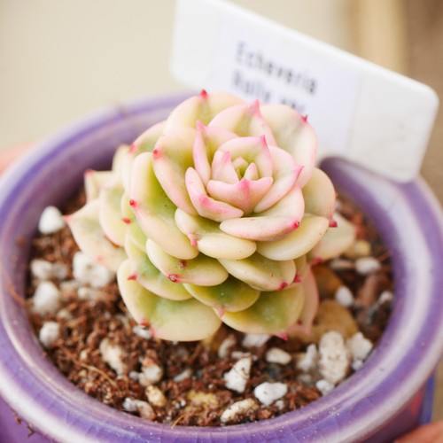 Echeveria rolly variegata 3cm - echeveria,