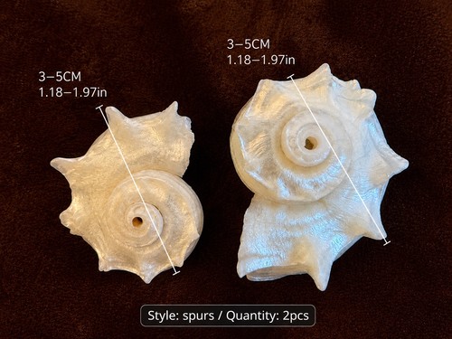 Ivory white spurs conch shell - spurs,