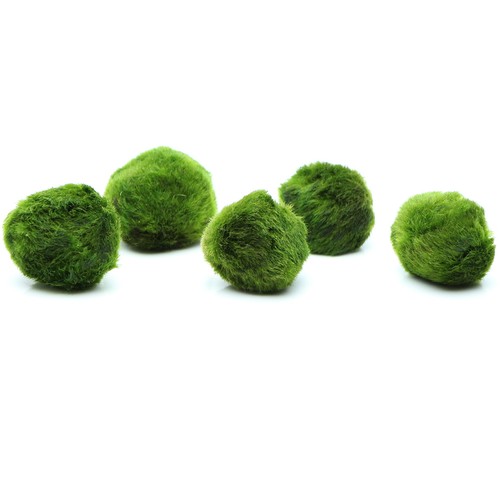 K2aqua marimo moss balls - moss,