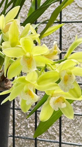 Cymbidium dolly lin - cymbidium,