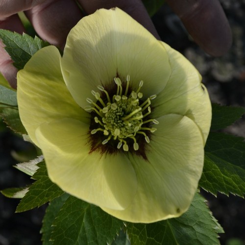 Helleborus hellebore - helleborus,