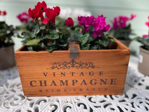 Vintage style rustic pine - ,