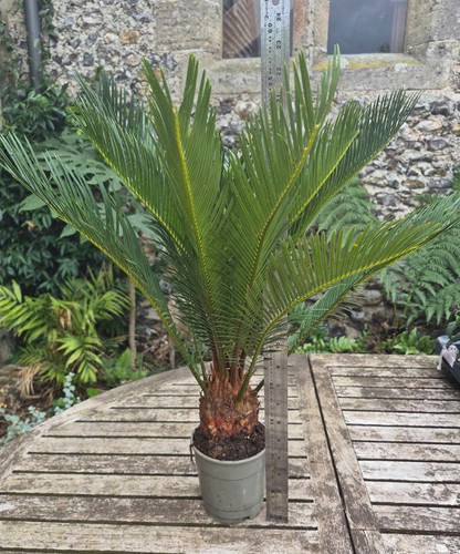 Cycas revoluta sago palm 12cm - sago,