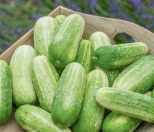 4x Picklebush Cucumber plug