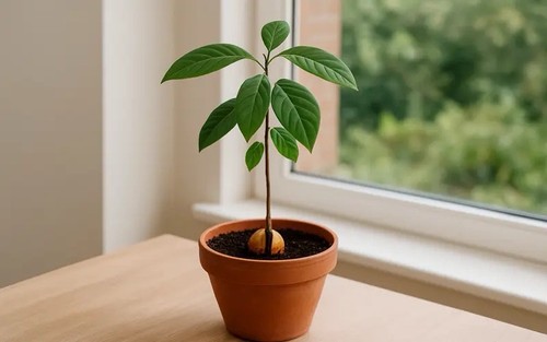 Avocado seedlings for - avocado,