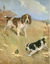 ENGLISH SPRINGER SPANIEL DOG PUP AND BUTTERFLY 1950'S WESLEY DENNIS ART PRINT