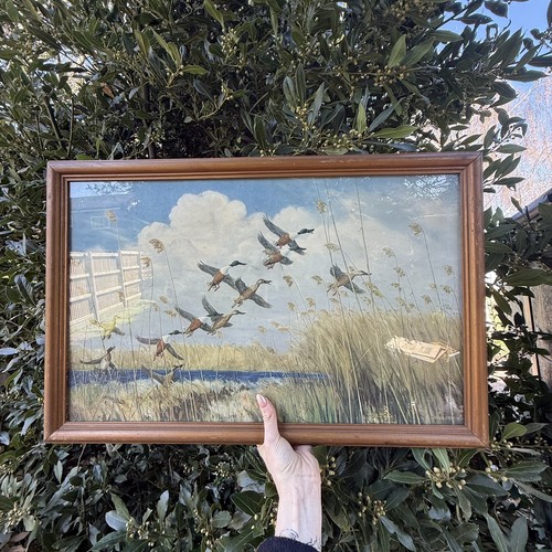 Taking wing peter scott - by,