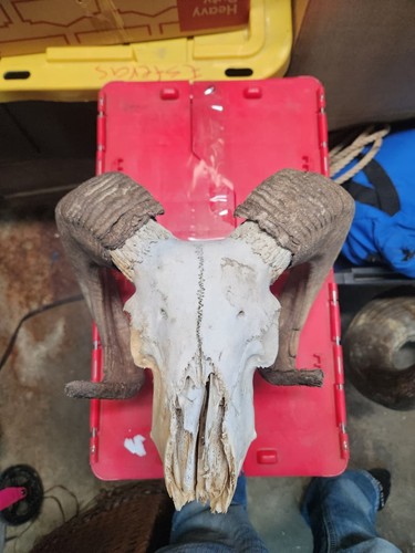 Taxidermy small goat ram - small,