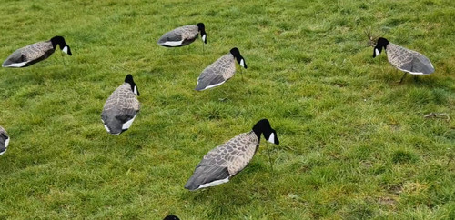 Goose decoys sillosock canada - decoys,