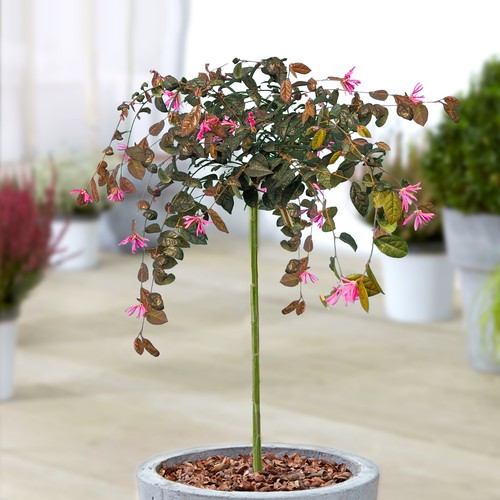 Loropetalum chinense fire - loropetalum,