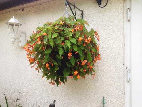 Begonia sutherlandii corms - begonia,