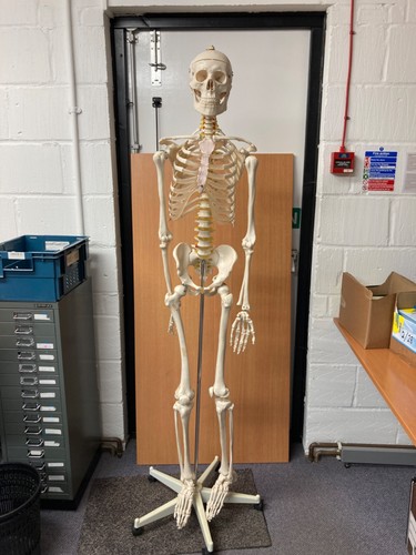Life size skeleton for