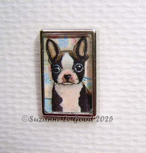 Boston terrier dog - boston,