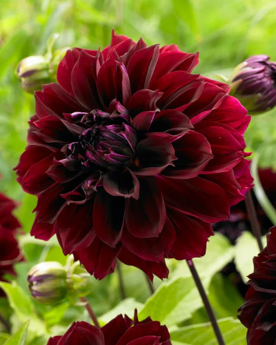 Dark fukubi decorative - decorative, dahlia