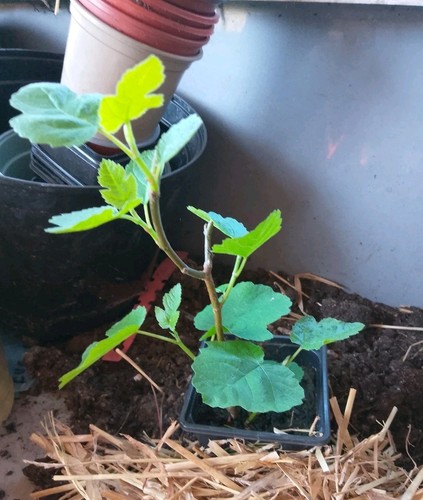 Fig tree chicago - fig, hardy"