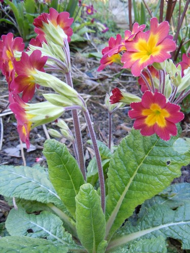 Polyanthus colossea mix - x,