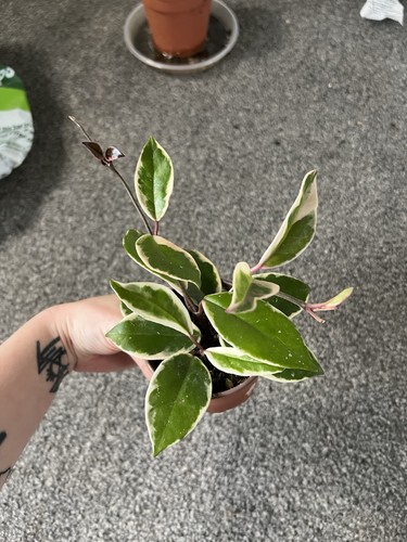 Pink flamingo hoya plant - pink,