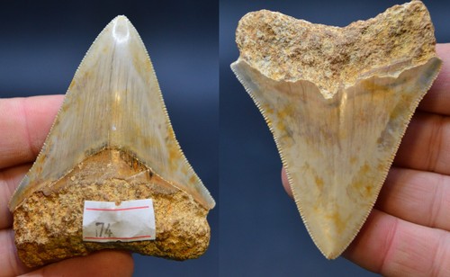 Sale best value megalodon - sale..best,