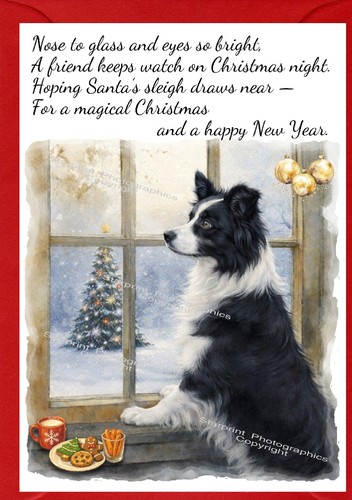Border collie dog - border,