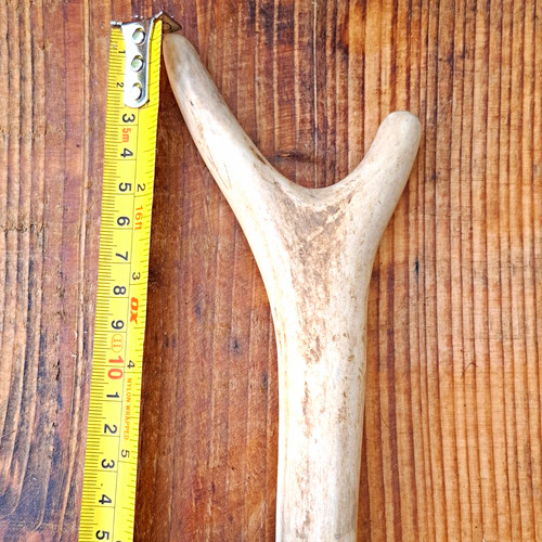 Deer antler tine piece - antler,