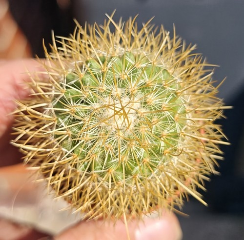 Mammillaria rhodantha - mammillaria,