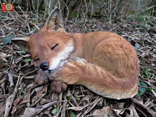 Sleeping fox cub - fox, ultra