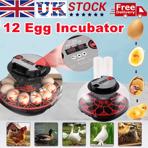 Egg incubator hatching machine - egg,