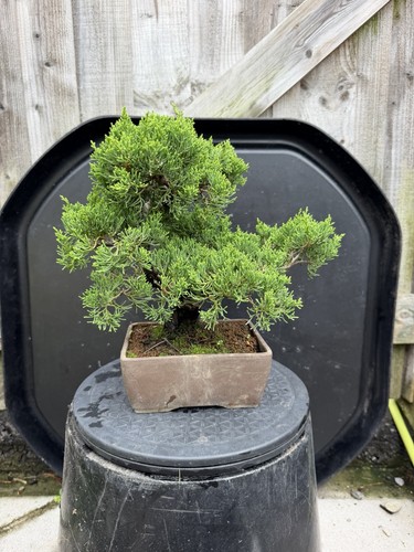 Japanese itoigawa shimpaku - japanese,