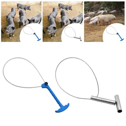 Pig catcher piglet restraint - pig,
