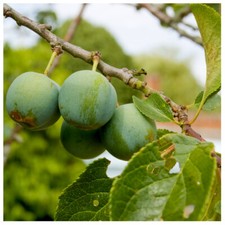 Cambridge Gage Plum Tree in 6L Pot Self-Fertile With Honey Flavour,Green Gage