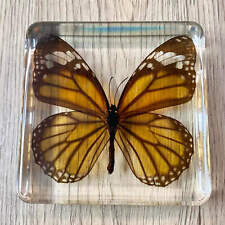 Monarch Butterfly Insect Taxidermy Clear Acrylic Resin Paperweight Entomology
