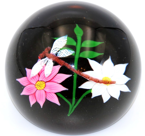 Caithness box dragonfly - caithness, &