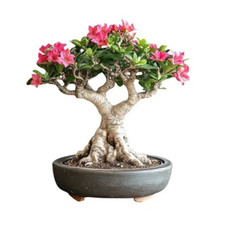 Desert Rose (Adenium Obesum)