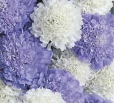 Scabious Musical Prelude x 25 Seeds annual bee friendly blue white borders easy