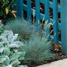 3 x Festuca Intense Blue