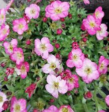 10 x SAXIFRAGA arendsii