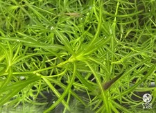 Guppy Grass (Najas guadalupensis), Easy Aquarium Plant, Shrimp & Fry Safe