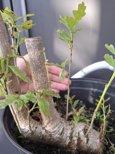 Oak bonsai tree - bonsai,