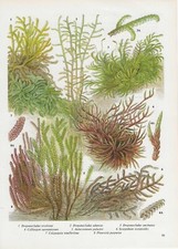 Vintage print, plant