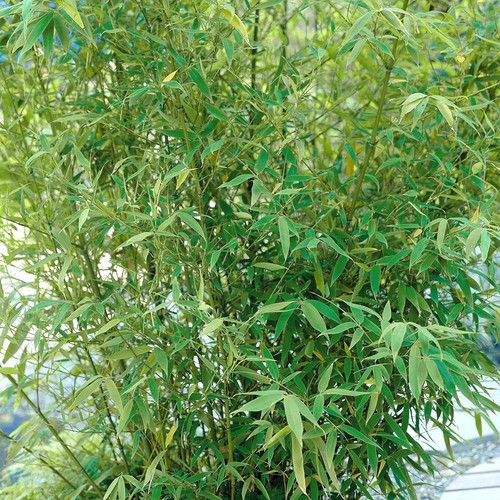Fargesia pingwu bamboo 50cm - fargesia,
