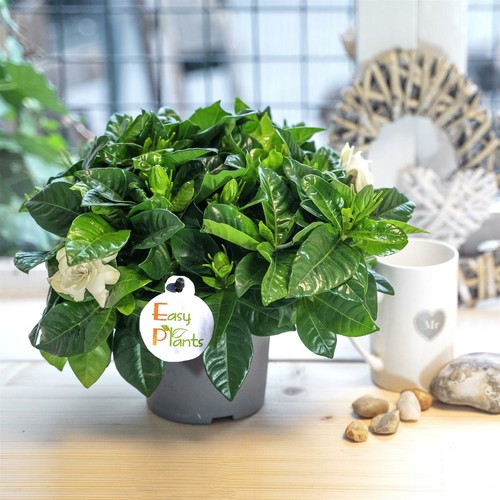 Scented fragrance gardenia - 1,