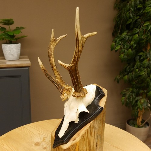 Abnormal roe deer buck antlers - abnormal,