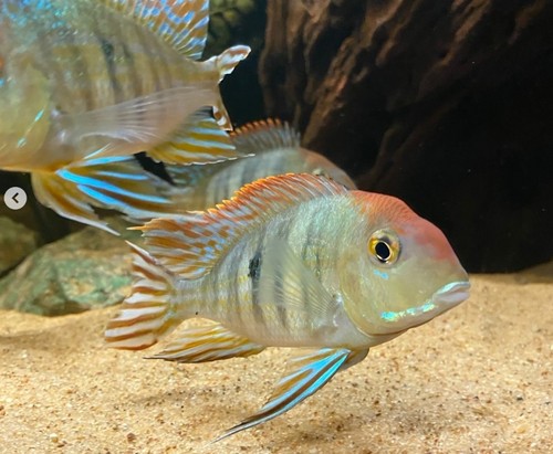 Group geophagus red head - of,